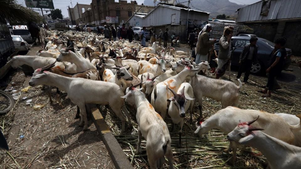 Salud reporta seis casos de miasis en humanos por gusano barrenador