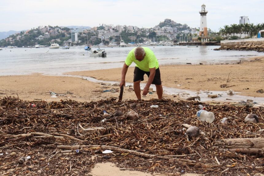 lirio acuatico Continúa retiro de lirio acuático en bahía de Acapulco