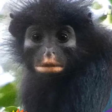 Descubren nueva especie de mono con cara de máscara