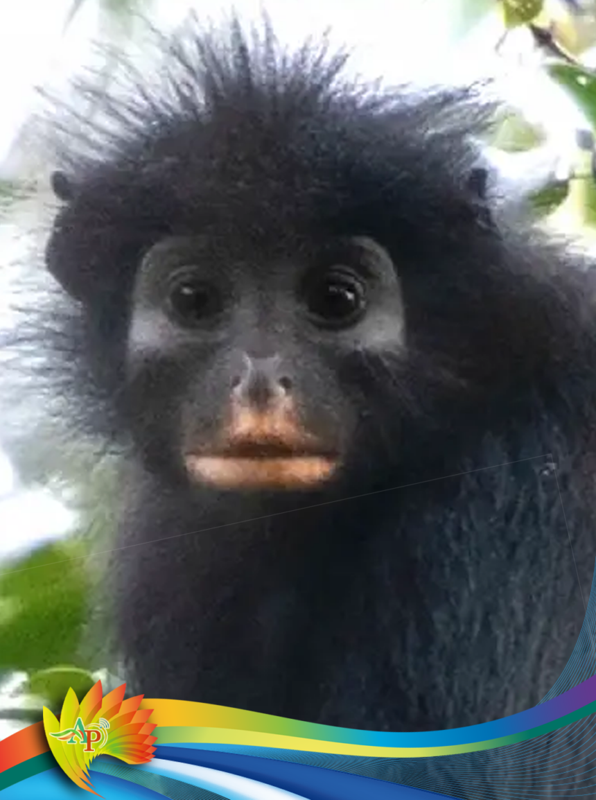 mono cara de máscara Descubren nueva especie de mono con cara de máscara